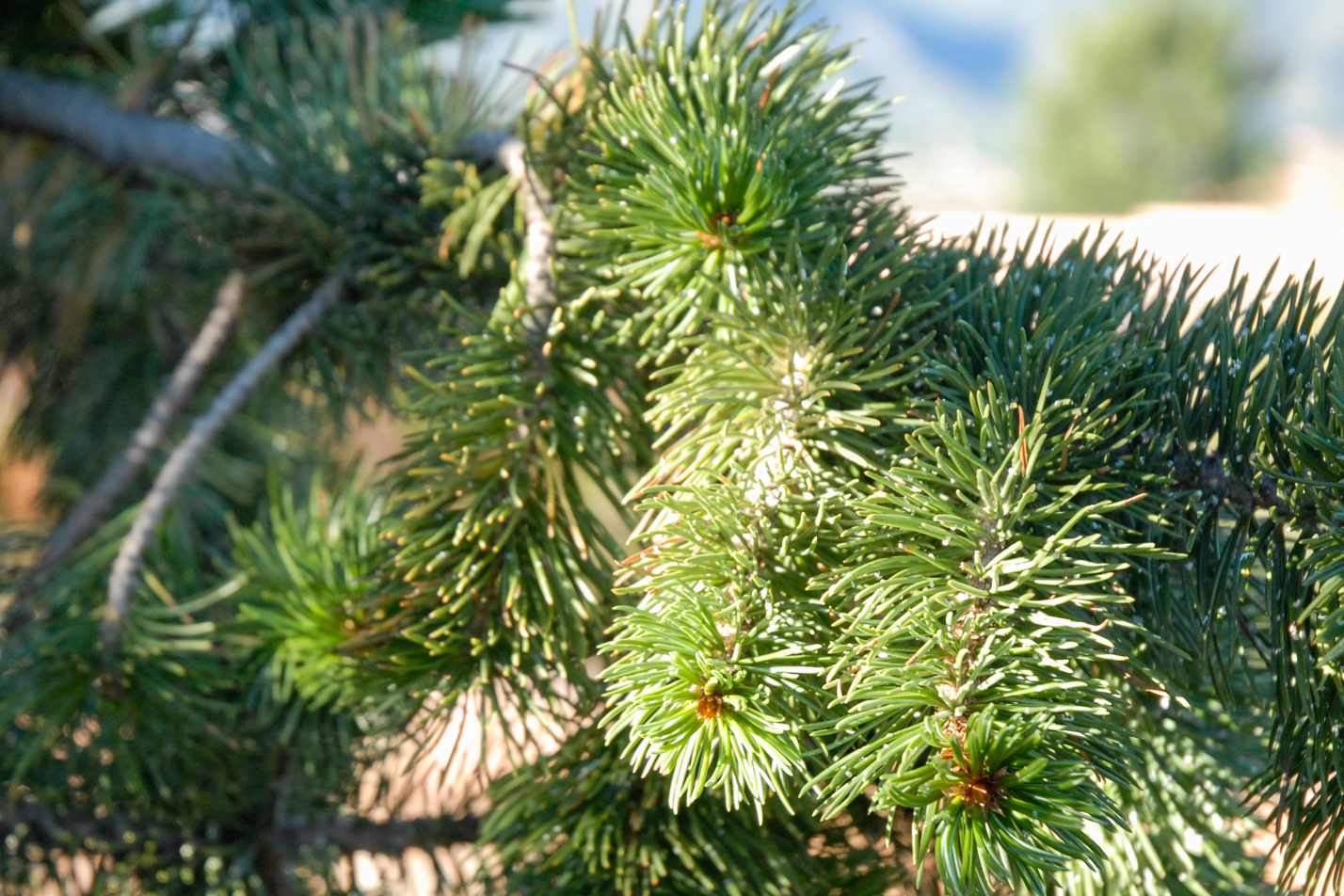 Colorado Springs Utilities Xeriscaping - Bristlecone Pine
